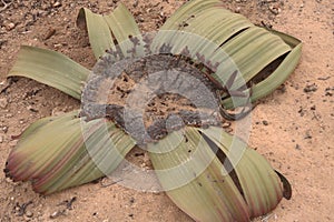 Closeup view of broad leafed Welwitschia Mirabilis