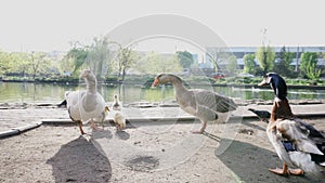 Closeup view of brown mallard female, male duck and ducklings in city park