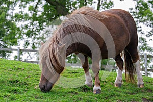 Closeup view of a brown pony grazing grass in a rural area in daylight