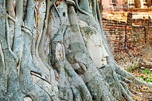 Buddha head in tree roots in ruins of Wat Mahathat temple. Ayutthaya, Thailand