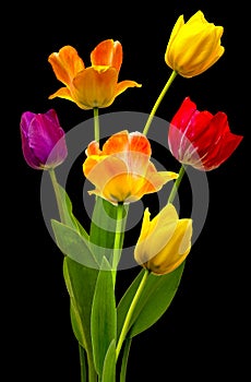 Wonderful colourful Tulips