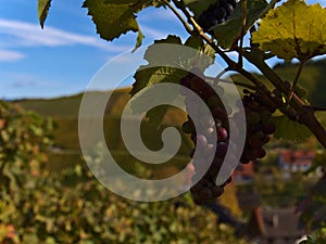 Closeup view of a bunch of grapes in a vineyard in Durbach, Germany, a popular wine growing region, in autumn season.