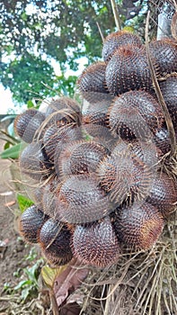 Closeup view of a bunch of Salacca zalacca