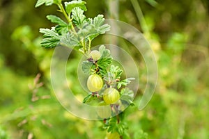 Closeup view of bush with ripening gooseberries outdoors