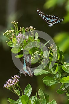 Closeup view of butterfly collecting nectar on flower