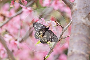 Closeup view of butterfly collecting nectar on sakura flower