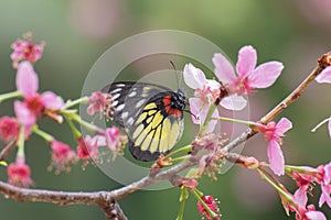 Closeup view of butterfly collecting nectar on sakura flower