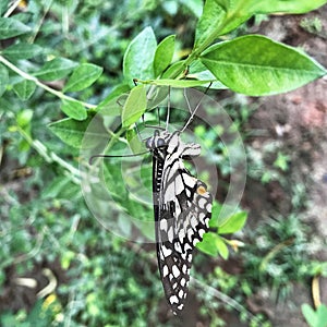 Closeup view of a butterfly in a lime plant
