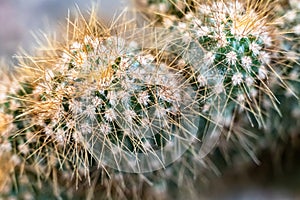 Closeup view of Cactus plant in house garden. It is genus name of Cactus and speceice name of Ferocactus pilosus