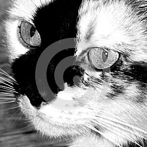 Closeup View of a Calico, Tortoise Shell Breed of Feline