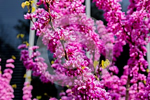 Closeup view of Cercis siliquastrum with modern building