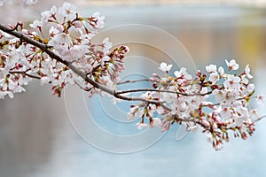 Closeup view of cherry blossoms.