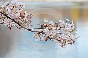 Closeup view of cherry blossoms.