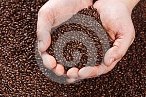Closeup view of Chocolate Barley Malt Grains in hands. Ingredient for beer. Background texture. Ideal for commercial. Backdrop