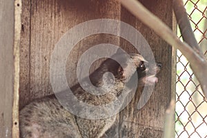 Closeup view of a civet, small, lean and mostly nocturnal mammal native to tropical Asia and Africa