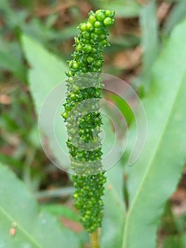 Closeup view of clusters of sporangia on stems of fertile Spike like fronds of Helminthostachys zeylanica fern.