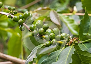 Closeup view coffee beans of Coffea arabica at Blackwell Farms on the Big Island, Hawaii.