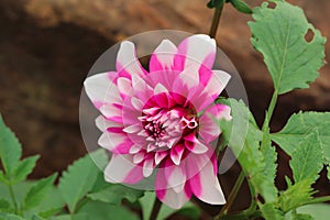 Closeup view of a color dalia flower