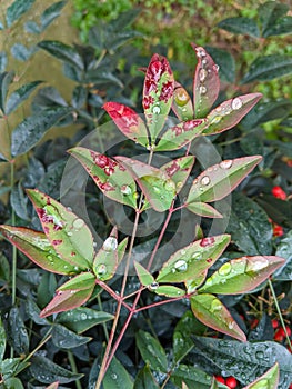 Closeup view Colorful leaves with dew drops