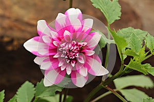 Closeup view of a colorful pink dalia flower