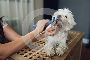 Closeup view of combing beards of the white dog.