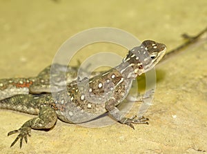 Female of Common Agama Lizard