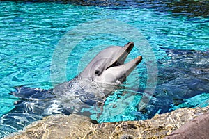 Portrait of a common bottlenose dolphin in a pool