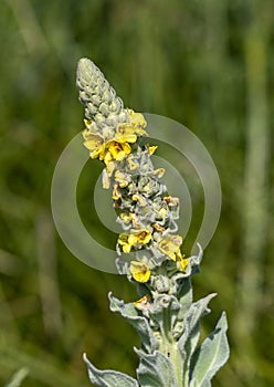 Closeup view of Common mullein, Verbascum thapsus, in Edwards, Colorado.