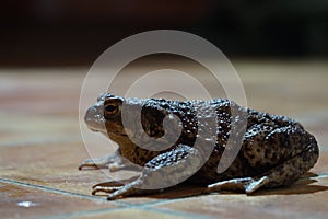 Closeup view of Common toad (Bufo bufo)