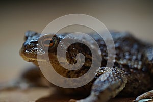 Closeup view of Common toad (Bufo bufo)