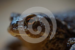 Closeup view of Common toad (Bufo bufo)