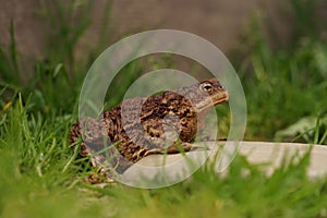 Closeup view of Common toad (Bufo bufo)