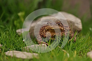 Closeup view of Common toad (Bufo bufo)