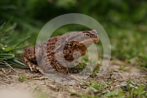 Closeup view of Common toad (Bufo bufo)