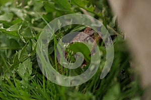 Closeup view of Common toad (Bufo bufo)