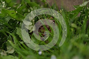 Closeup view of Common toad (Bufo bufo)