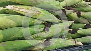 Closeup view of corncob surrounded with green leaves photo