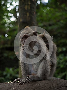 Closeup view of a crab-eating long-tailed macaque Macaca fascicularis eating fruits in Ubud Monkey Forest Bali Indonesia