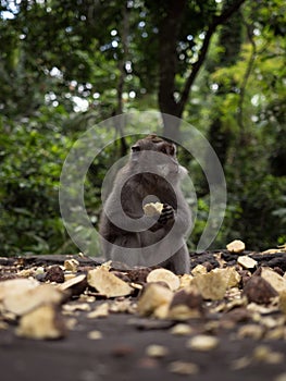 Closeup view of a crab-eating long-tailed macaque Macaca fascicularis eating fruits in Ubud Monkey Forest Bali Indonesia