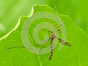 Cranefly Under Leaf photo