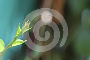 Closeup view of a creeper plant and bokhe background