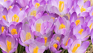 closeup view Crocus