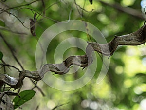 Closeup view of curved twisted wooden liana tree branch plant in tropical exotic Amazon rainforest jungle Tarapoto Peru