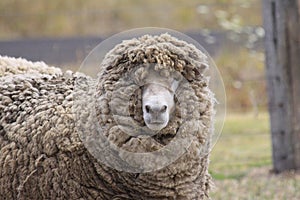 A closeup view of a cute Australian sheep with Merino wool