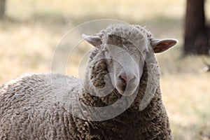 A closeup view of a cute Australian sheep with Merino wool