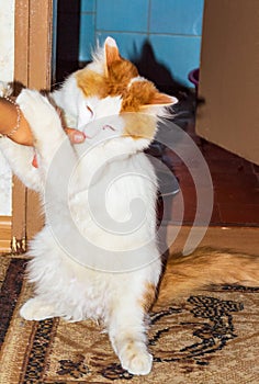 Playful cute little white fluffy kitten photo