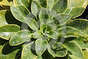 Closeup view of the delicate leaves on a lewisia plant