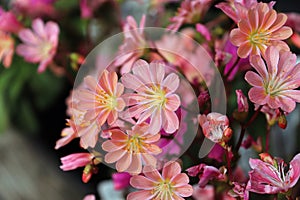 Closeup view of the delicate petals on a lewisia plant