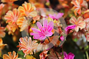 Closeup view of the delicate petals on a lewisia plant