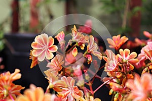 Closeup view of the delicate petals on a lewisia plant